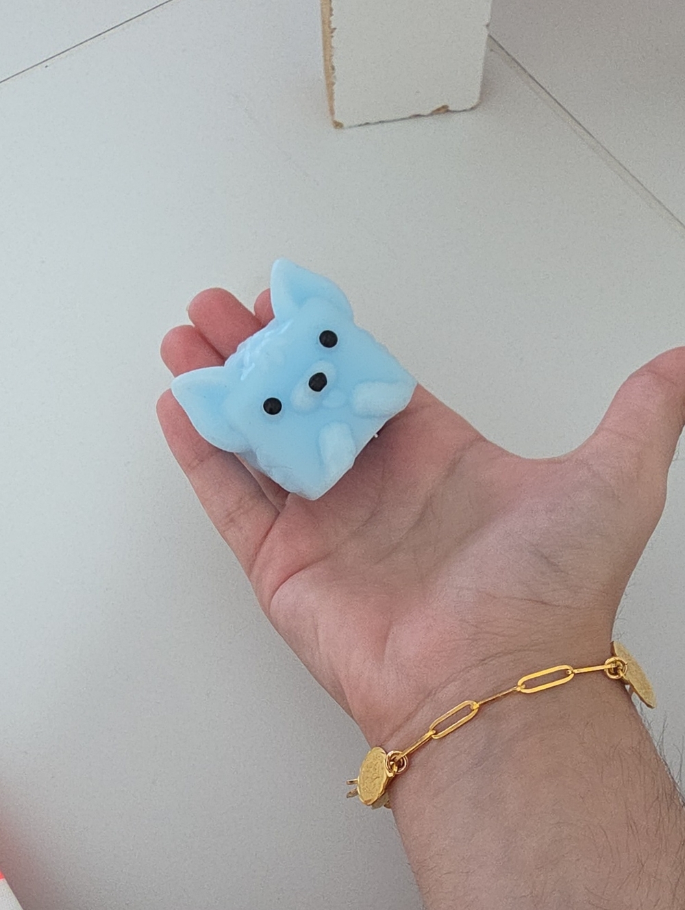 Cute Taba. squishy light blue Chihuahua dog